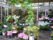 香川県坂出市の花屋 フラワー グリーンしんにしにフラワーギフトはお任せください 当店は 安心と信頼の花キューピット加盟店です 花キューピットタウン